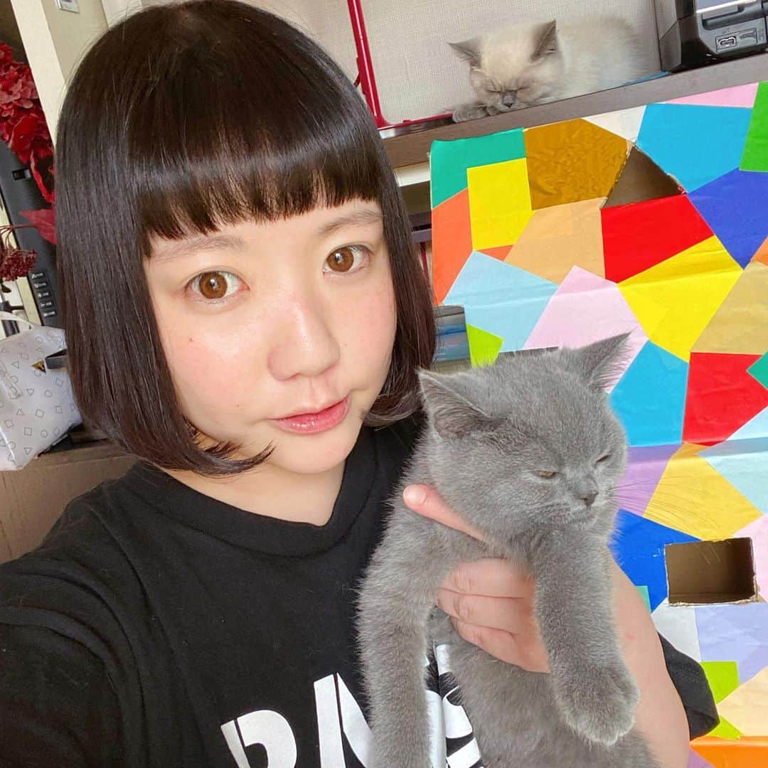 小鳥遊しほのインスタグラム：「月1回くらいしかメイクしない日々。久しぶりの自撮りだな。すっぴんって気持ちいいな。写真撮ろうとするとだいたい寝てる猫達な。」