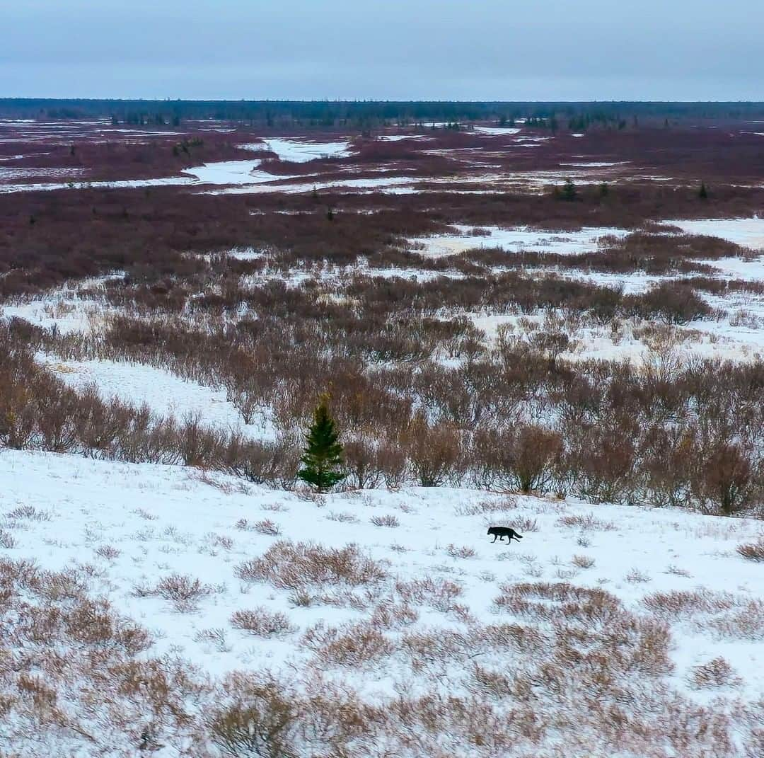 National Geographic Travelさんのインスタグラム写真 - (National Geographic TravelInstagram)「Photo by @bertiegregory | A female gray wolf (of black coloration) patrols her territory on the west coast of the Hudson Bay, Canada. The wolf packs here have enormous territories and can roam 1,000 square miles (2,590 square kilometers) in search of prey. Follow @bertiegregory for more wildlife adventures. #animals #wolves #wolf #snow」5月14日 17時08分 - natgeotravel