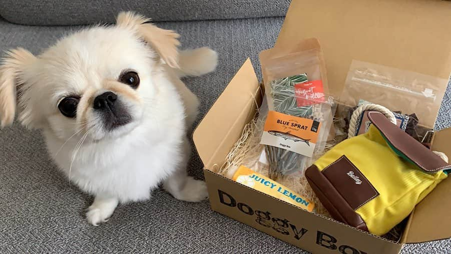 おもちくんさんのインスタグラム写真 - (おもちくんInstagram)「今月もdoggy boxが届いたよ📦  今月のラインナップ👉🏻👉🏻👉🏻チューイングガムとリュックサックのおもちゃ🤖雑穀プチクッキー🍪砂肝ジャーキーチップス🐤宿毛きびなご素焼き🐟  今月も太鼓の達人をしたよ♨️おもちゃはすぐお気に入りになりました👉🏻👉🏻👉🏻ありがとうございます😌  #doggybox #ドギボ」5月14日 17時31分 - omochi_kun