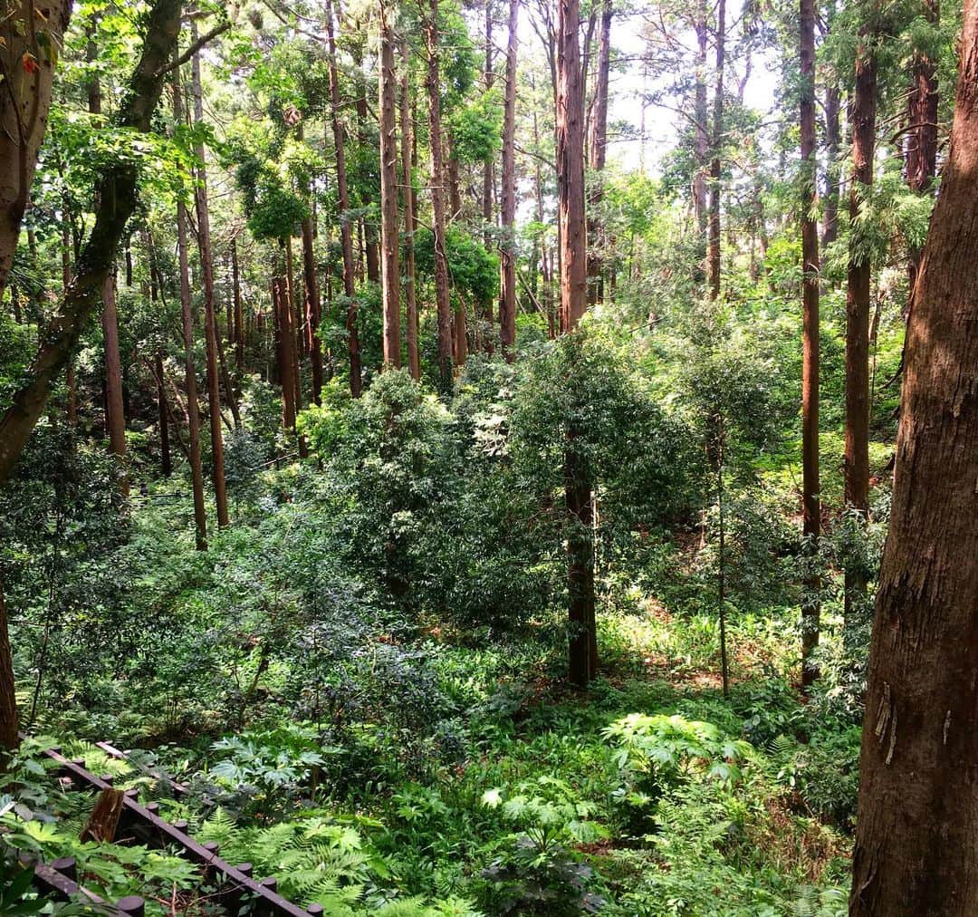 六車奈々さんのインスタグラム写真 - (六車奈々Instagram)「今日も、せりと自然の中で遊びました。 明るい林は、安全だし、遊ぶところもイッパイ\(//∇//)\ #田舎暮らし #林へ」5月14日 17時33分 - nanarokusha
