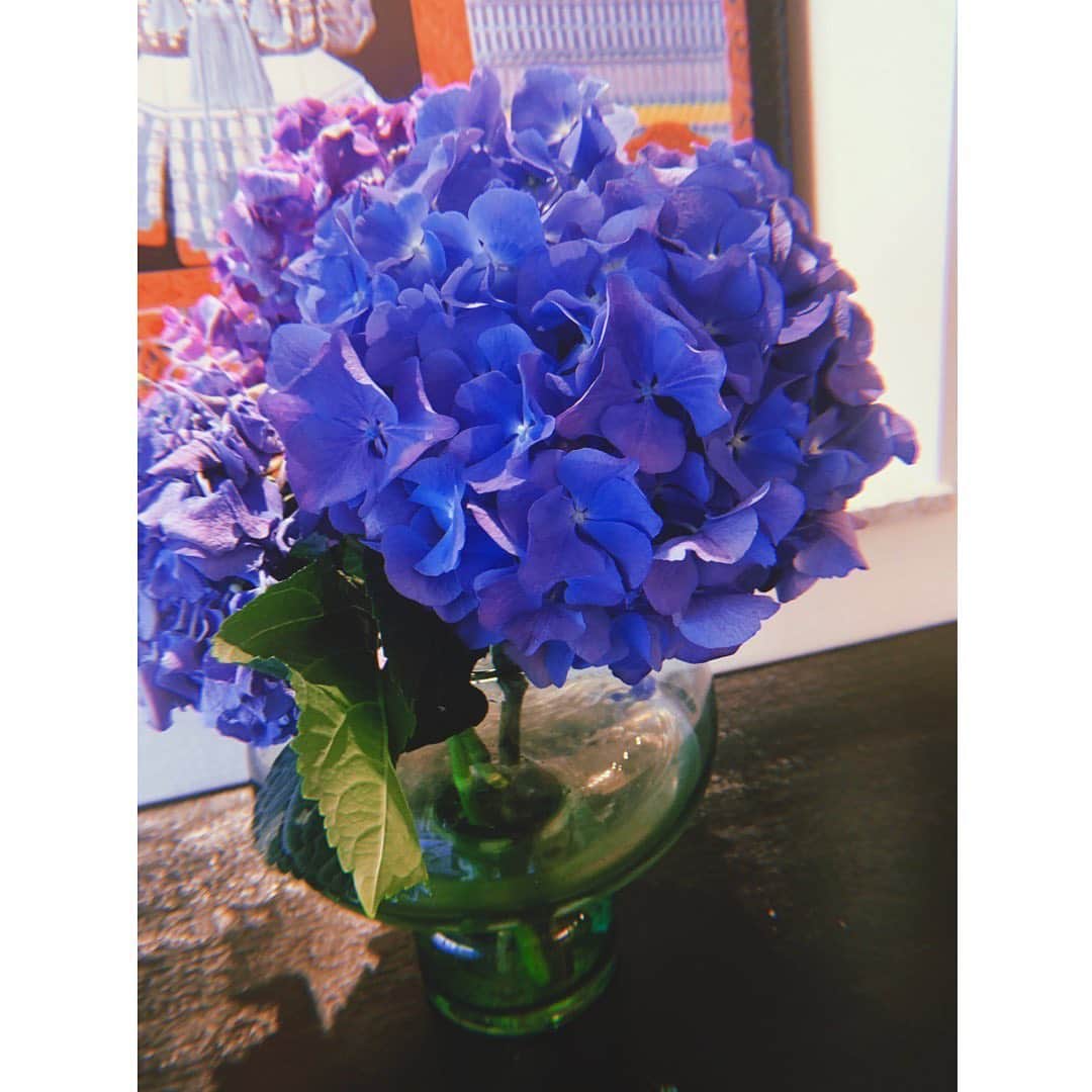 加藤ミリヤさんのインスタグラム写真 - (加藤ミリヤInstagram)「季節柄紫陽花。 紫陽花は何故か大人になってからその美しさに気付いたというか、好きになった。 紫陽花というと、小さい頃に母から何度も聞かされた「初めてのパパとのデートの時に、トランクいっぱいに紫陽花の花をプレゼントしてくれたの(昭和感！)5月生まれの母だから紫陽花にしたみたいだけども、紫陽花の花言葉は“移り気”だったのよ。笑」という話。 この話が私はだいすきだ。 トランクいっぱいにお花って、そんなトレンディドラマみたいなのうらやましいよ！ だって私は昭和の最後の生まれ。  #紫陽花　#昭和感」5月14日 17時45分 - miliyahtokyo