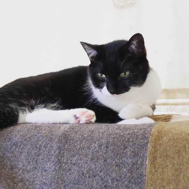 クマ・マロン・モモのインスタグラム：「今日は湿度が低くて、気持ちいい〜﻿ ﻿ #猫 #cat #ねこ﻿ #catstagram #ilovecats ﻿ #猫と暮らす #保護猫﻿ #にゃんだふるらいふ﻿ #しろくろねこ﻿ ﻿」