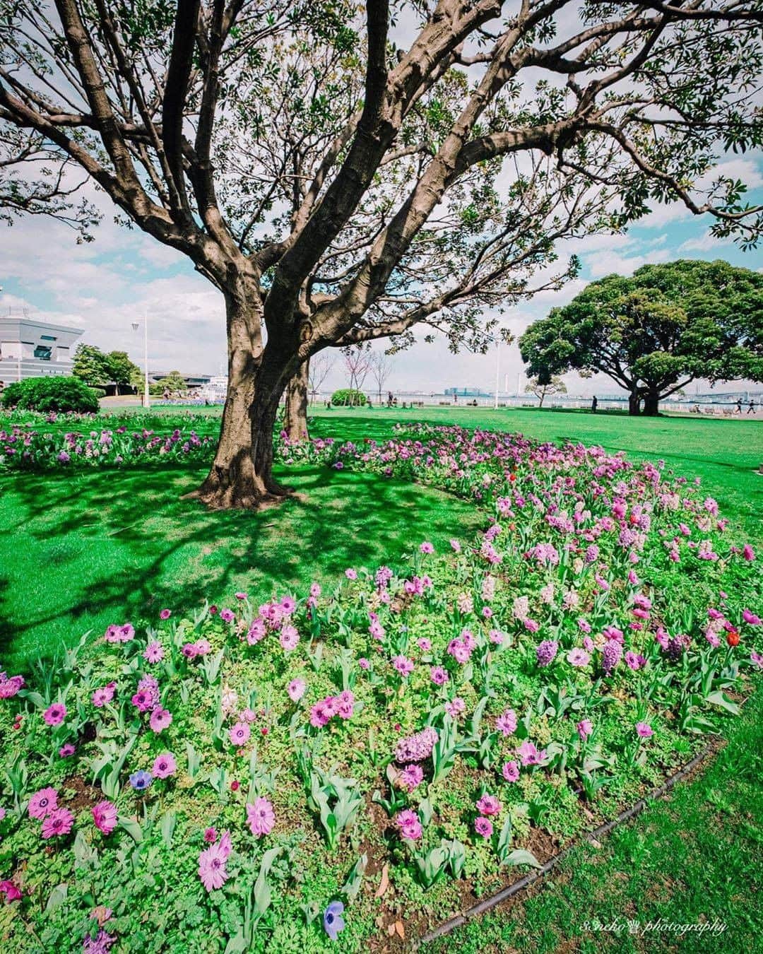 のインスタグラム：「Showcasing #yokohamatomorrow, a collection of memories while looking forward to tomorrow.﻿ ﻿ “『花に囲まれる大きな木』﻿ Big tree surrounded by flowers .﻿ location 横浜（Kanagawa,Japan）﻿ 2020.3 daytime﻿ 自粛期間前の平日の穏やかな空。﻿ ぐるりと花に囲まれる大きな木。﻿ ひかりに包まれていた景色。木の影が好き。﻿ 数ヶ月前のことなのに懐かしい。﻿ うちにいると今まで見なかったアニメや漫画が増えてくる。﻿ やば。めっちゃ面白い🤣﻿ カメラじゃなくてこっちにハマりそうな自分。﻿ おすすめあったら、教えて下さい💘”﻿ ﻿ Photo & Text: @33neko﻿ ﻿ #yokohamatomorrow﻿ ﻿ -﻿ ﻿ 皆様がいままでに撮られた大好きな横浜の写真（去年の同じ季節に撮られた写真など）に思い出などのエピソードとハッシュタグ #yokohamatomorrow を付けて投稿していただけないでしょうか？﻿ ﻿ ハッシュタグをつけて投稿していただいた写真を、健やかな日々が戻ってくると信じてご紹介していきます。﻿ ﻿ Looking forward to tomorrow, we have a request: Post your favorite memories and experiences in Yokohama - Something from last year or your last trip perhaps? - with the hashtag #yokohamatomorrow.﻿ ﻿ We will showcase these memories on our Instagram as they represent the Yokohama we are looking forward to while we navigate this challenging time together.﻿ ﻿ #myyokohama﻿ ﻿ #yokohama #darlingescapes #beautifuldestinations #artofvisuals #somewheremagazine #discoverglobe #travelawesome #passionpassport #lovejapan #explorejapan #japanlife #japanfocus #japan_vacations #japanrevealed #よこはま #ヨコハマ #横浜 #stayhome #staysafe #besafe #stayhomestaysafe #staysafeeveryone﻿」