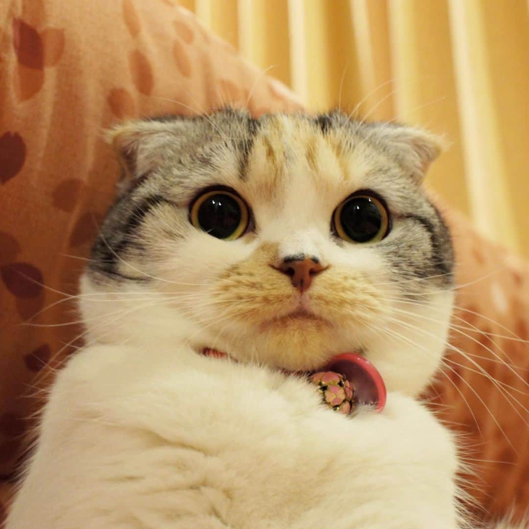 takegaeruのインスタグラム：「フクロウまりん🦉  #cat #scottishfold #猫 #スコティッシュフォールド #三毛スコ友の会」