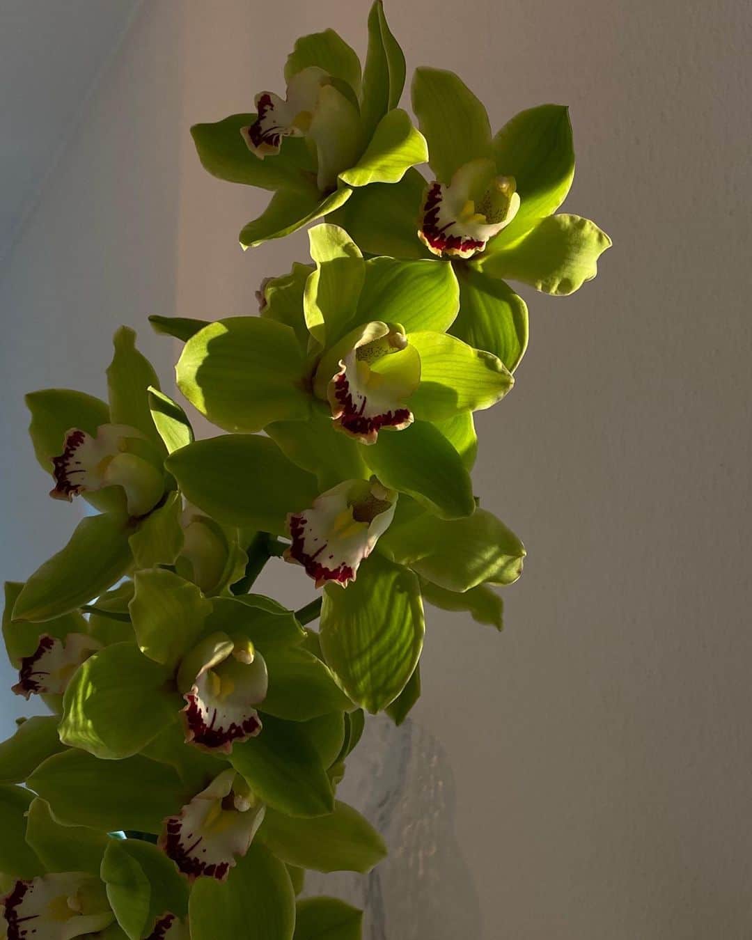 Mathilde Goehlerのインスタグラム：「I forgot how much I appreciate sunlight / daylight during summertime」