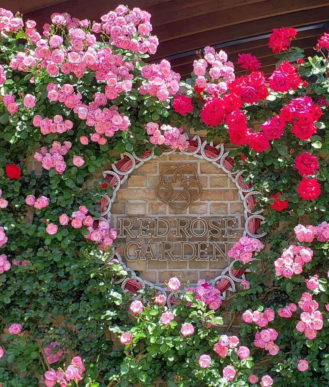 梅田陽子さんのインスタグラム写真 - (梅田陽子Instagram)「やっぱり薔薇はいいよね。いい香りだったなぁ。  #ローズ#薔薇#ローズガーデン#rose#お花 #お花のある暮らし#お花大好き#東京競馬場#何度も見てしまう #アナウンサー#キャスター#梅田陽子」5月14日 19時12分 - yokoumeda