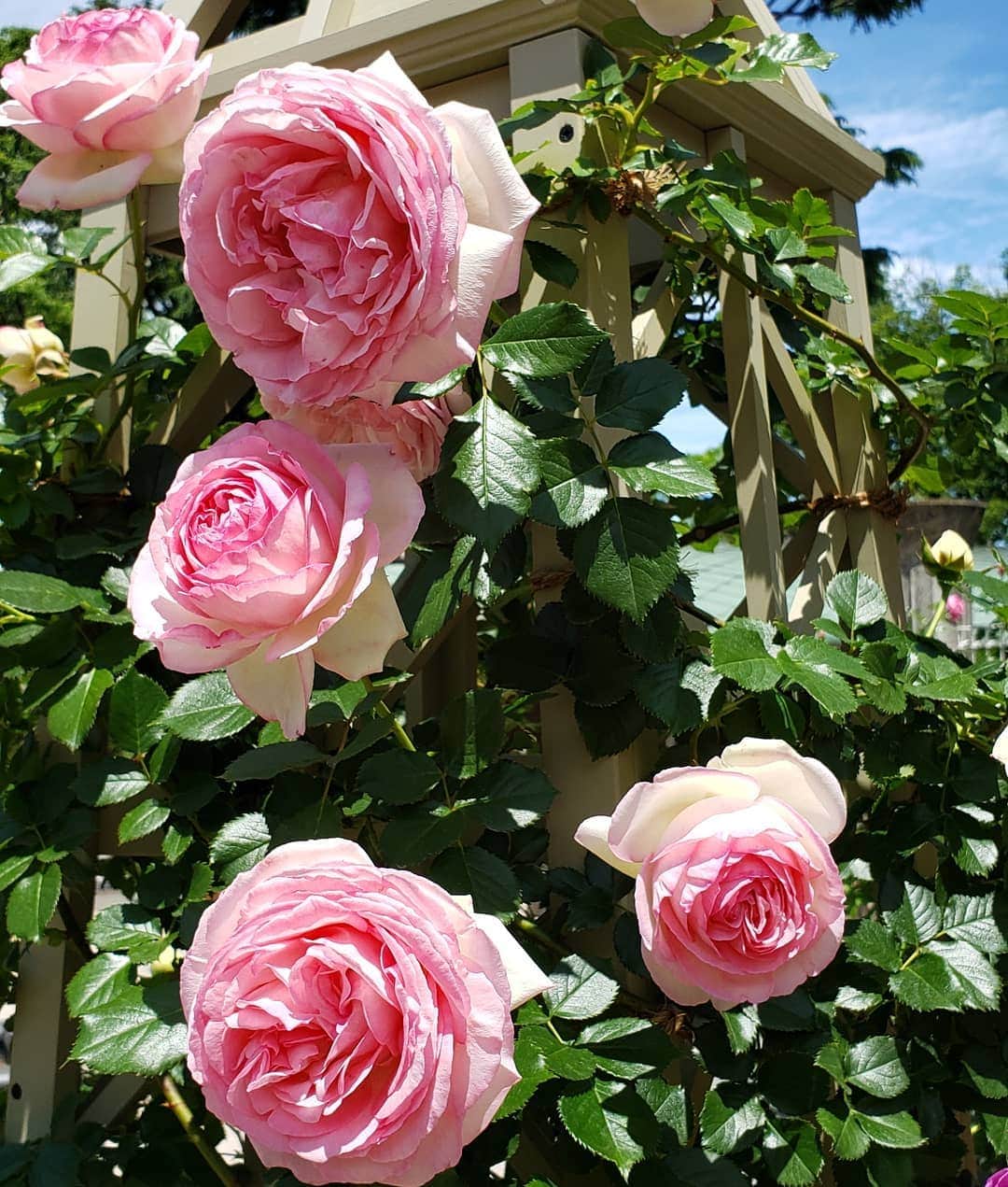 梅田陽子さんのインスタグラム写真 - (梅田陽子Instagram)「やっぱり薔薇はいいよね。いい香りだったなぁ。  #ローズ#薔薇#ローズガーデン#rose#お花 #お花のある暮らし#お花大好き#東京競馬場#何度も見てしまう #アナウンサー#キャスター#梅田陽子」5月14日 19時12分 - yokoumeda