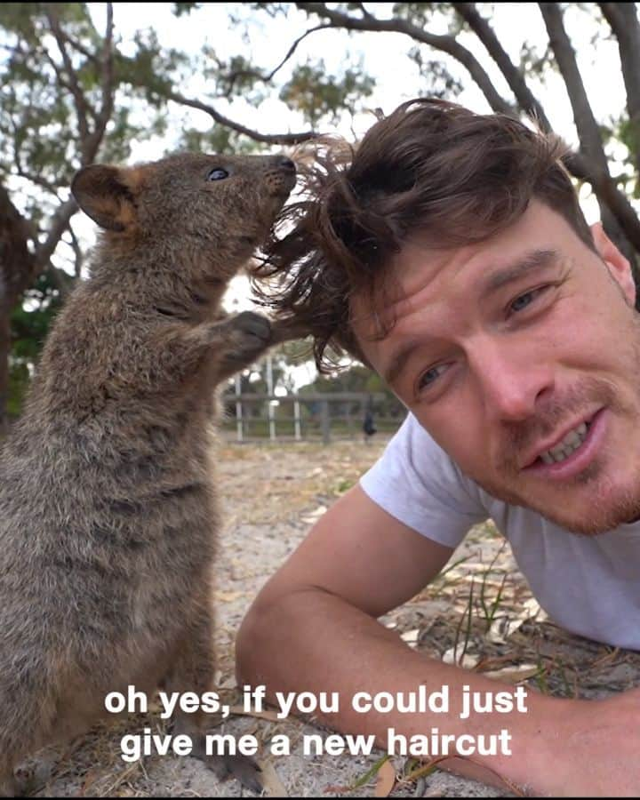 アラン・ディクソンのインスタグラム：「Looking around, and ask yourself "what am I doing in life?" Others are getting married and having kids. While I'm out here taking Quokka selfies. Hbu?  Do what makes you happy. 😆🐻 @quokkahub  New Quokka YouTube video will be released very soon!! Subscribe - #quokka #quokkahub #quokkastgram #quokkalovers #quokkalover #quokkasofinstagram #cuteness #instaanimal #adorable #animalsco #wildlifeplanet #animals #quokkaselfie #insta_animal #australia #hongkong #thatsbabyanimals #singapore #animals #quokkas #perth #sydney #westernaustralia #rottnest #rottnestisland #wildlife #japan #instaquokka」