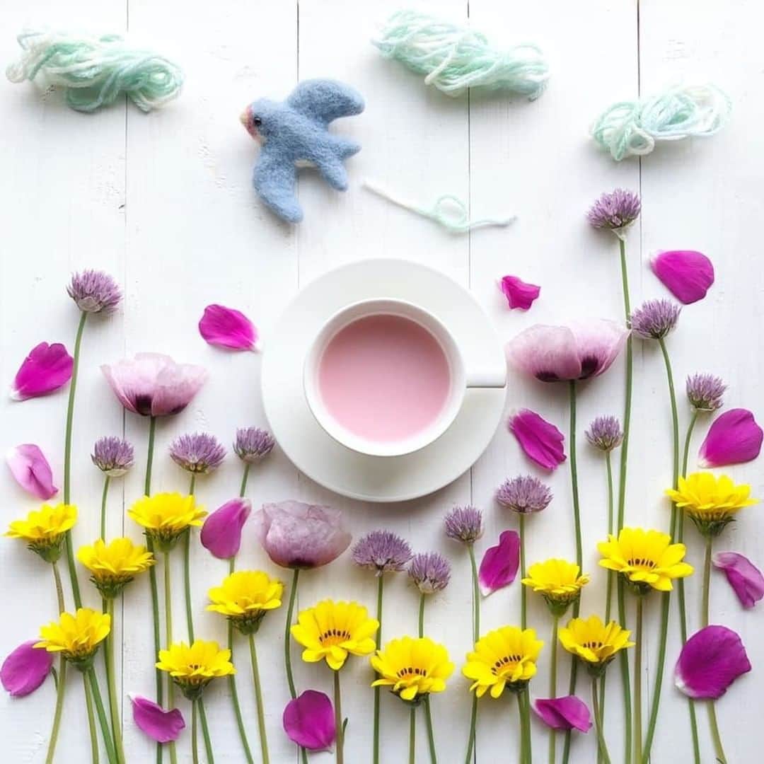 花の写真館のインスタグラム：「Photo by さかい ゆみ.⠀ .⠀ Original Post[投稿頂いたURL]⠀ https://www.facebook.com/photo.php?fbid=455253561896356⠀ .⠀ 本アカウントは、 #私の花の写真 をつけてInstagramに投稿された皆さまの花の写真や、「花の写真館」Facebookページで投稿された花の写真を紹介します。⠀ 「花の写真館」Facebookページは、「 @floral.photograph 」のプロフィールにあるURLからご覧ください。⠀ .⠀ ※日本政府により緊急事態宣言が発令されました。 皆様、政府、自治体など公的機関の指示に従った行動をお願いします。⠀ 東京カメラ部および分室では、写真を「見る楽しみ」を提供することを通して、微力ながら皆様にわずかな時間でも癒しをお届けしたいと思っております。⠀ ※本アカウントは東京カメラ部がFacebook、Instagramのサービスを利用して運営しているもので、Facebook社・Instagramとは一切関係ありません。⠀ .⠀ #花の写真館 #floralphotograph #floralphoto #flower #flowers⠀ Follow: @floral.photograph」