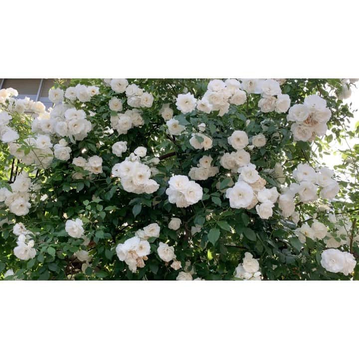 高見まなみのインスタグラム：「中目黒のミキモトの薔薇が素晴らしかった🌹 今日は、やっとランドセルを見てきました。 土屋鞄は入店も予約制で、安心でした。  ランドセルを背負ったら、なんだか急に小学生になるイメージが湧いてきた〜。何はともあれ、はやく学校などが始まってほしいですよね。  #年長さん #ランドセル #土屋鞄ランドセル」