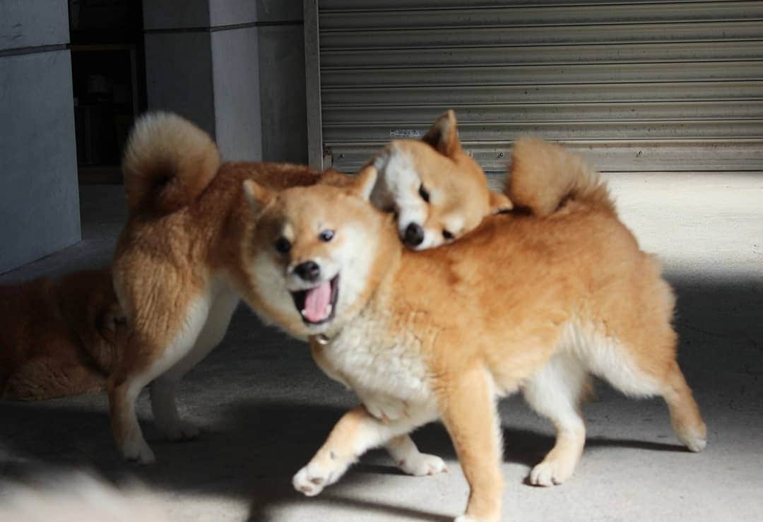 柴犬たま Shibainu Tamaのインスタグラム
