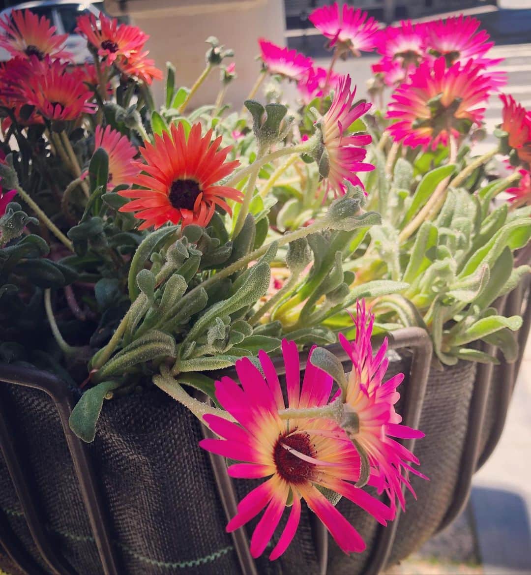 稲葉千秋さんのインスタグラム写真 - (稲葉千秋Instagram)「街中で出会ったお花たち🌸 可愛くて癒されました☺️✨ #花のあるまち #青森市新町 #花にも人にも優しく #思いやりの気持ちを大切に #明るい街を」5月14日 19時48分 - chakey_15