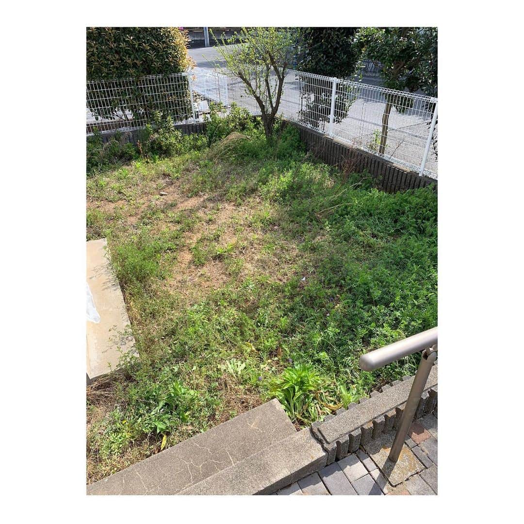 藤嶋栄介のインスタグラム：「最初の写真から約1ヶ月。 長かったお庭DIYも今日で終了しました。 途中何度心が折れかけたか。 やりきりました。 バンビも大喜びの庭が完成しました！  写真をスライドして最後まで見てね☀️！ #diy #1ヶ月 #人工芝 #庭改造 #自宅ドッグラン #自粛期間」