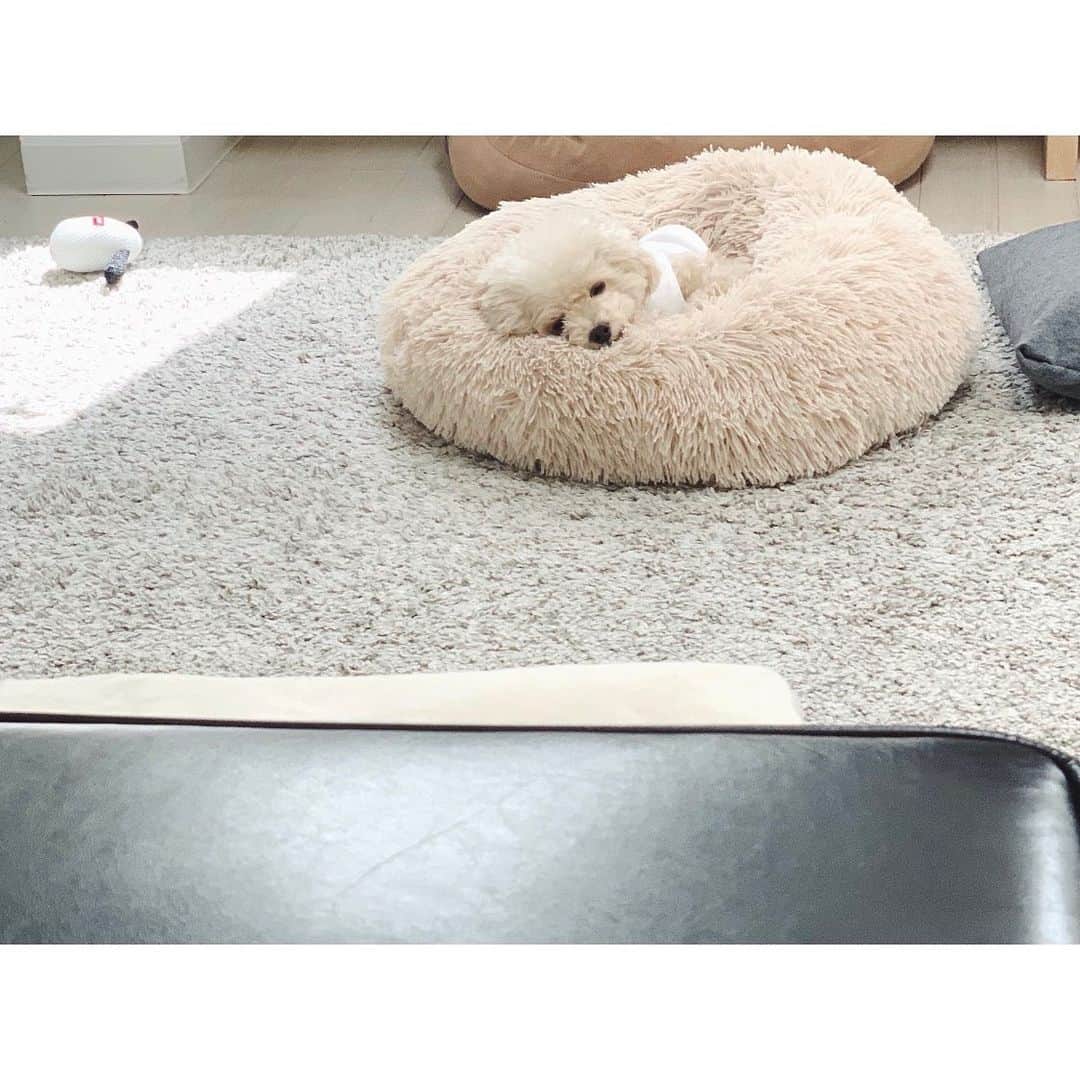 mizuのインスタグラム：「すやすや。」