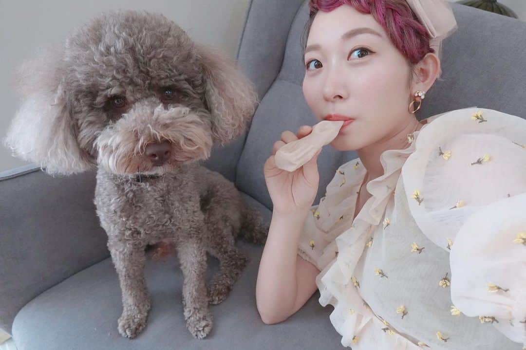 くまみきのインスタグラム：「パピコはもじゃと食べるので寂しくないです🙂🙃🙂🙃﻿ ﻿ パピコ食べてるともじゃが周り舐めにくるの〜😂💗中身はもちろんあげないけど、周りも冷たくて気持ち良いのかな🥰？﻿ 夏が近付いてきてるなって感じがする〜🌞💗﻿ ﻿ #パピコ #おうち時間」