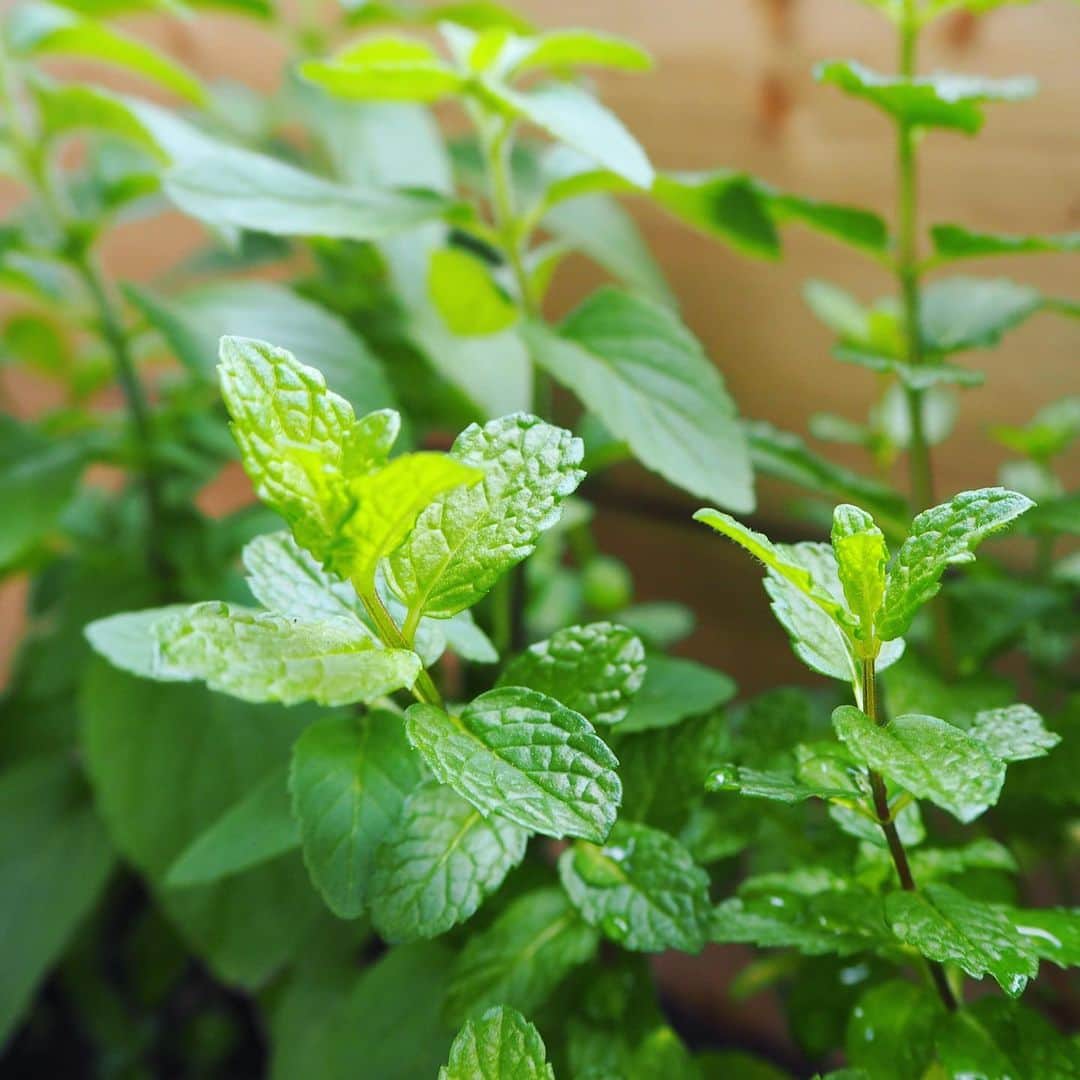 山名未紗のインスタグラム：「#farm﻿ 色々育てています🌿﻿ ﻿ 我が家のmint﻿ モヒートに。﻿ ﻿ ベリーは鈴なり。﻿ ﻿ 緑は中波長。﻿ 目に優しい☺️﻿ ﻿ ﻿ ﻿ ちょっと色のお話。﻿ ﻿ ﻿ 色彩心理学では﻿ 緑色は気持ちを安定させ﻿ 心や体の緊張をゆるめる効果がある﻿ ﻿ 体の緊張がほぐれれば﻿ 目も筋肉もゆるみやすくなるわけです😌﻿ ﻿ ﻿ なぜ葉は緑に見える？﻿ 葉面に降り注いだ光の一部は反射﻿ 残りが葉の内部に進入葉の内部に進入した光が﻿ クロロフィルに遭遇﻿ ﻿ ↓﻿ ﻿ 短波長光と長波長光はクロロフィルによって﻿ 殆どが吸収されて光合成に使われる。﻿ ﻿ 中波長光はクロロフィルに吸収されにくいため﻿ 吸収されなかった中波長光の多くが﻿ 葉から再び外部に放出される。﻿ ﻿ 短・長波長成分が少なく﻿ 中波長成分が多くなっているから﻿ この光を私たちが見ているわけ🍀﻿ ﻿ 可視光の中波長域の光は﻿ 私たちは緑色に感じます。﻿ ﻿ 結果、葉の色も緑色に見える🌿﻿ ﻿ 植物の緑から成長や生命的なイメージを﻿ 感じますね✨﻿ ﻿ #ネイリストの為の色彩学﻿ #余談 #色彩学」