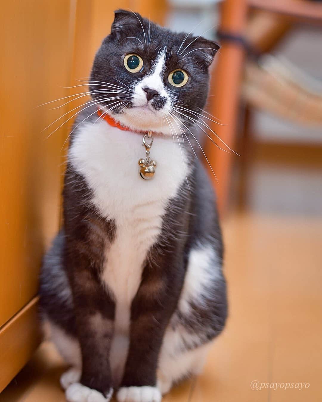 ❤?❤❤❤ Sayo ??❤?❤️❤️❤️のインスタグラム：「★ Happy Purrsday 😽💖★. . Can you hear my purr?. . アタシのゴロゴロ聞こえるかしら？. . . 😺  #weeklyfluff  #pets_perfection  #pets_of_our_world  #igersjp  #paw_smile_pictures #balousfriends #catstocker #nc_cuties #raw_pets #nekoclub #NECOくらぶ #jaw_dropping_shots #bestphoto_japan #IG_JAPAN #petoftoday #ビューティープロコンテスト  #PETS_iLLife  #catsofinstagram #みんねこ #猫とおうち時間  #ペットの笑顔はおうちの中から  #ロシアンブルー #ねこ #cat  #いぬすたねこすたグランプリ」