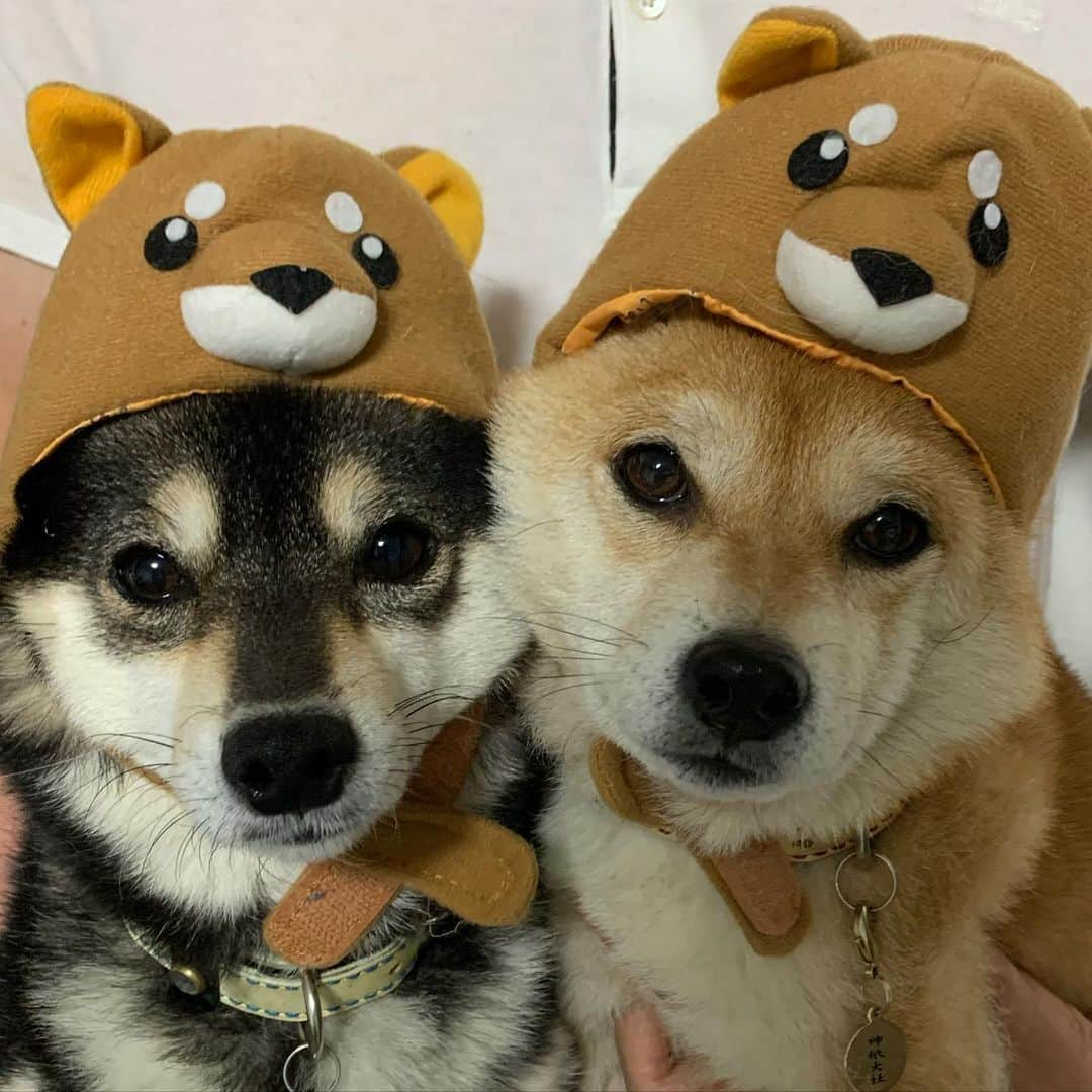 豆柴なつ&ふゆさんのインスタグラム写真 - (豆柴なつ&ふゆInstagram)「Four shibas🐕 Dog on dog😂😂 4匹の柴犬🐕😂😂 #ドアップ #被り物 #shibaaddict #shibaaaaainu  #doggy #dogsofinstagram  #柴犬#shiba #shibainu #shibastagram #shibamania #sweet#豆柴#癒し #仲良し #pecoいぬ部#doglove #dogstagram #dogoftheday #かわいい#instashiba #🐕📷 #ふわもこ部#love#犬#シバフル#instacute #柴#proudshibas #cutepets」5月14日 20時48分 - mameshiba.natsuinu56