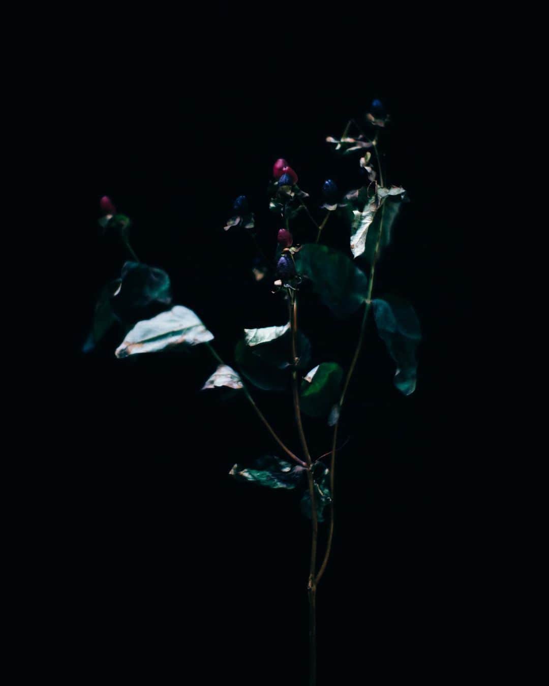 林響太朗さんのインスタグラム写真 - (林響太朗Instagram)「#flowers #black #canon #1dxmarkiii #photography」5月14日 20時55分 - kyotaro_photo