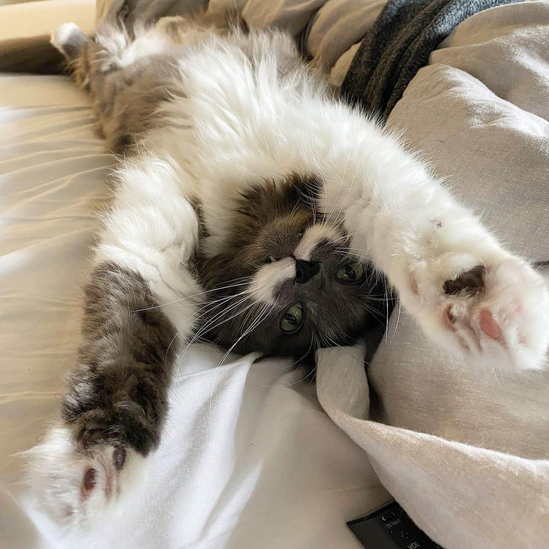のインスタグラム：「I don’t know what I love more - Hammy’s fluffy chest or that if you flip the pic upside down it looks like he’s flying... #mustachecat」