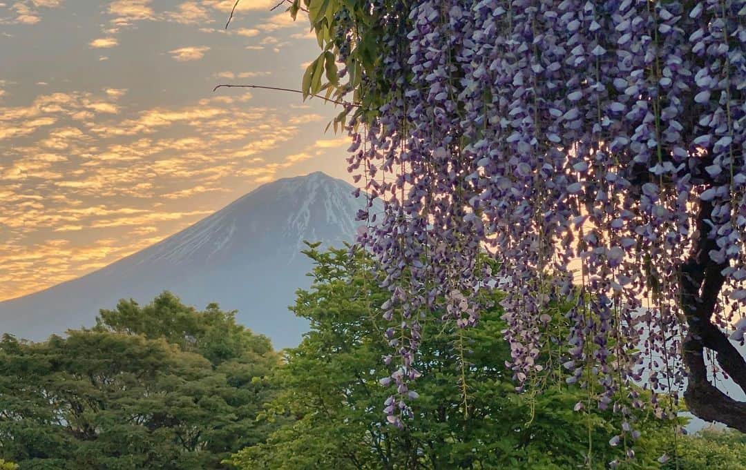 phantastic420のインスタグラム：「. 🤩🤩“Shizuoka” prefecture in Japan is a place where you can see the most “phantastic” Mt. Fuji🗻 in the world.🤩 #富士山 #mtfuji #japan #shizuoka #fujinomiya  #宮すた #miyasta @fujinomiyacity  #phantastic420photography #mostphantasticmtfuji #selamatpagi  #goodmorning  #おはようございます 😇😷😇😷😇😇😇🗻😇😇😇#😷😇 今朝も☁がなくてつまらないなぁ〜と思って二度寝しそうになったら突然の鱗発生‼︎大慌てで出動となりました🤣」