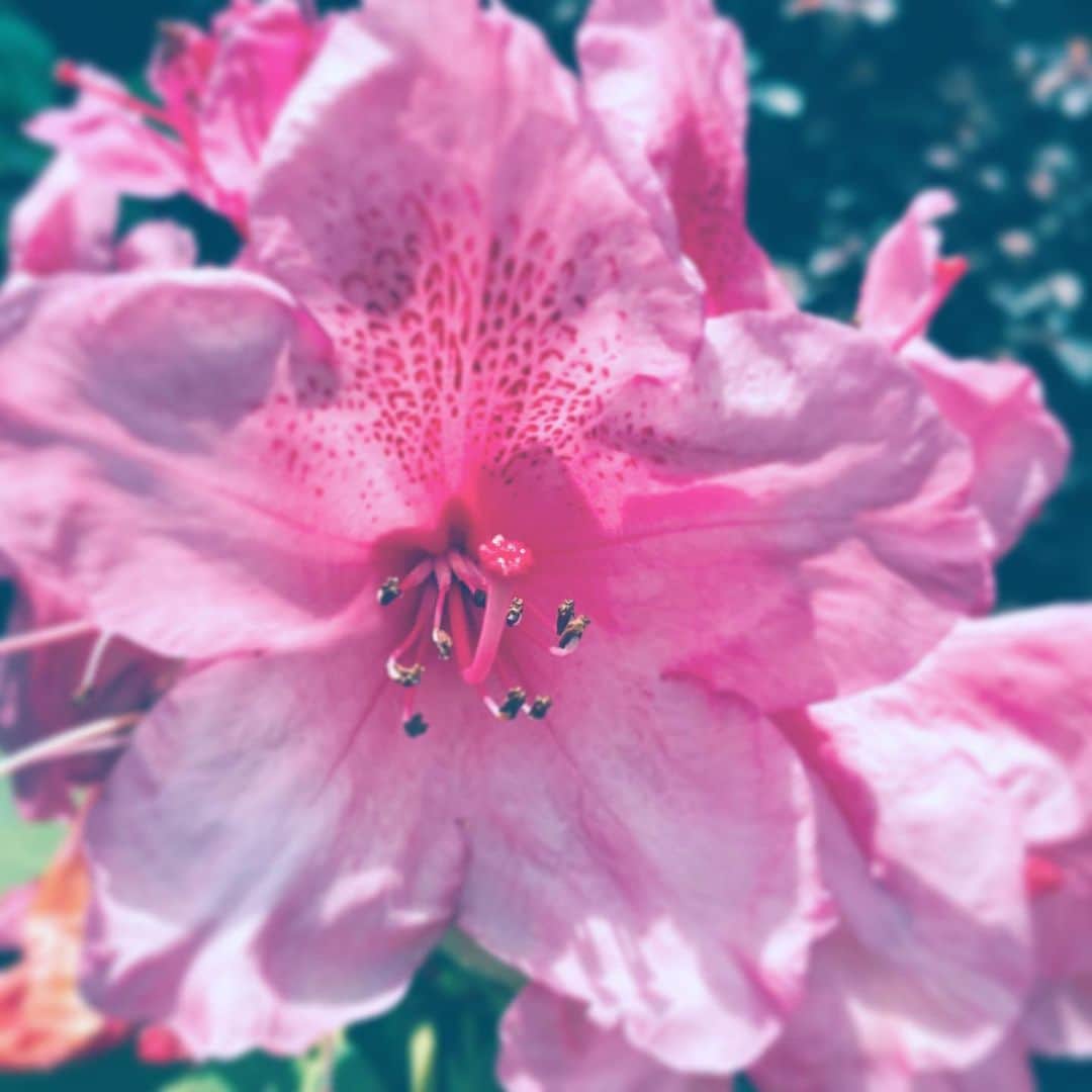 中野敬久さんのインスタグラム写真 - (中野敬久Instagram)「#flower #flowersoflife #pink #bloom #blossom #hope」5月15日 7時34分 - hirohisanakano