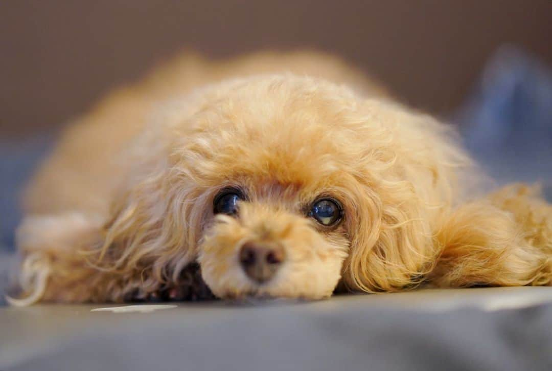 Toypoodle Mikuru?Asakusa Tokyoのインスタグラム