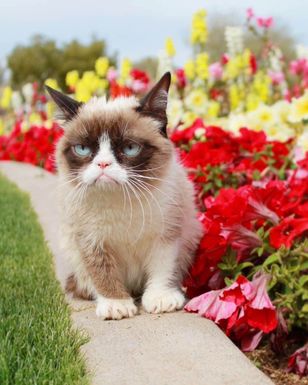 Grumpy Catのインスタグラム：「♥️ #GrumpyCatForever ♥️」