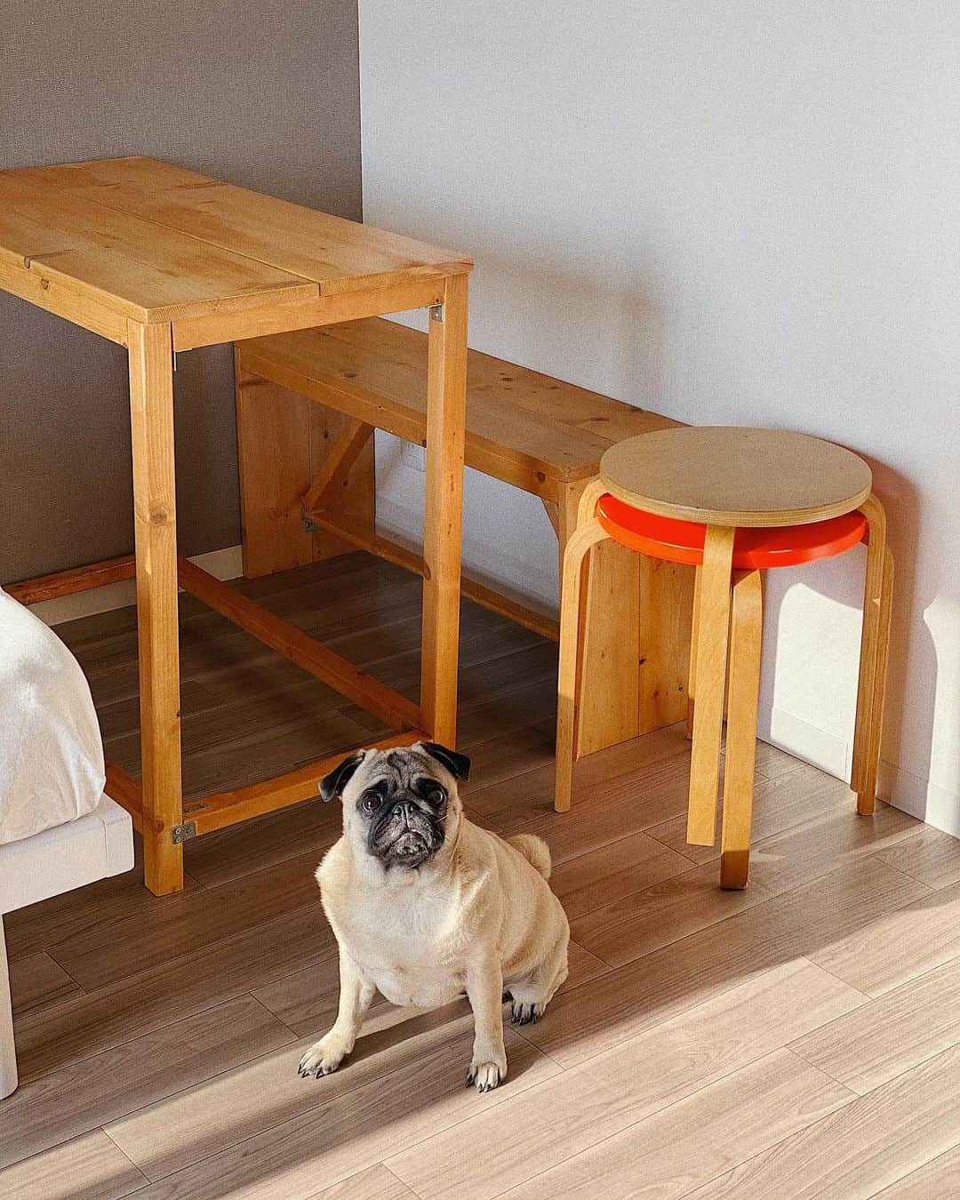kaisakamotさんのインスタグラム写真 - (kaisakamotInstagram)「サニー犬の中で一番好きたぶん #pug #pugstagram #pugslife #パグ #臭い #ほんまに」5月14日 23時45分 - kaisakamot