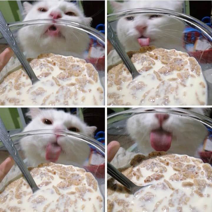 9GAGさんのインスタグラム写真 - (9GAGInstagram)「what is this force shield?⠀ -⠀ #letmein #cereal #9gag」5月15日 0時00分 - 9gag