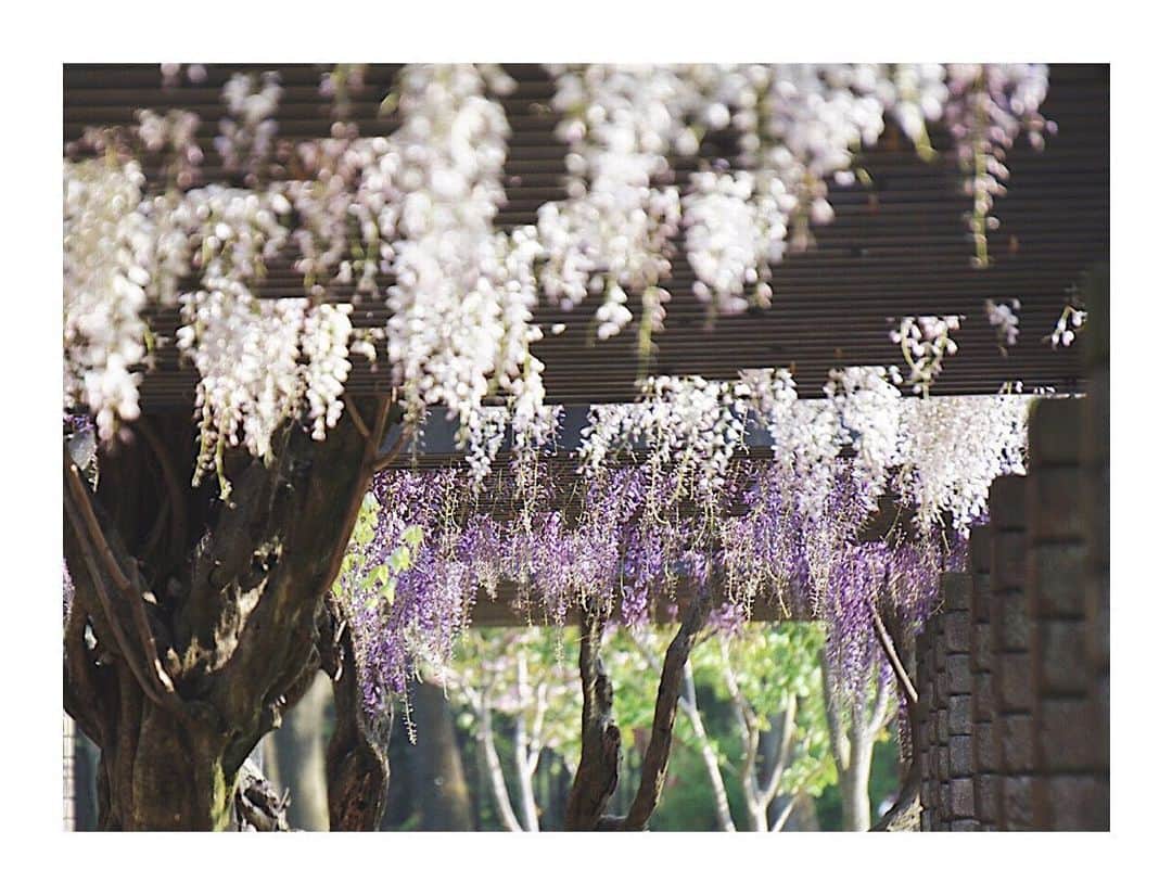 丸山智己さんのインスタグラム写真 - (丸山智己Instagram)「#Fuji #藤棚 #春 #photography  #stayhome」5月15日 0時11分 - tomomi.maruyama0327