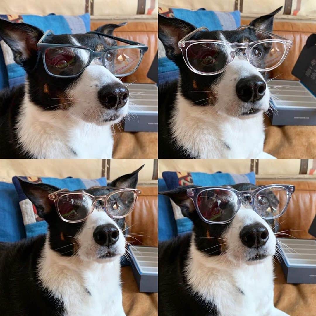 Warby Parkerのインスタグラム：「Let's help @cheeseburgerforever choose a winning pair from her #StayAtHomeTryOn! Comment below with your favorite: 1️⃣Hayden in Striped Pacific (top left) 2️⃣Haskell in Crystal (top right) 3️⃣Durand in Rose Water (bottom left) or 4️⃣Felix in Pacific Crystal (bottom right)?」