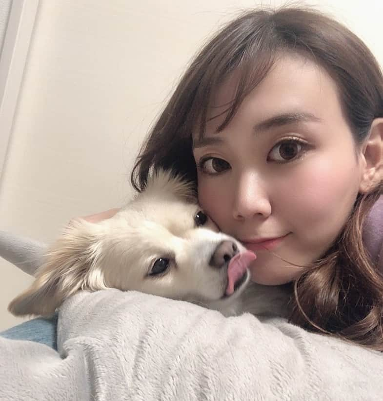 安藤まいさんのインスタグラム写真 - (安藤まいInstagram)「わが家での濃厚接触は避けられません。避けさせません。  #もち吉#チワックス#チワックス部  #いぬばか部#犬#犬がいる暮らし#犬が好きな人と繋がりたい#犬バカ部#ミックス犬#安藤まい#おうち時間#おうちタイム#stayhome#stayathome」5月15日 0時58分 - mai_ando0407