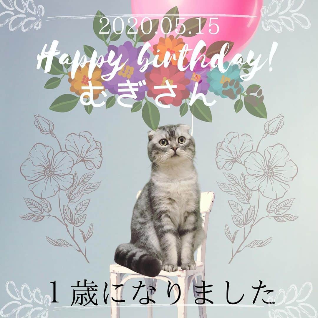 R!Nのインスタグラム：「我が家のプリンス🤴 むぎさんが1歳になりました。 外出自粛で一緒に過ごす時間も増え、甘えん坊が加速しておりますが、毎日仲良くステイホームしております。  これからもすくすく育つんだぞー！！ むぎママでした👩笑  #愛猫 #cat #猫のいる暮らし #happybirthday #誕生日」