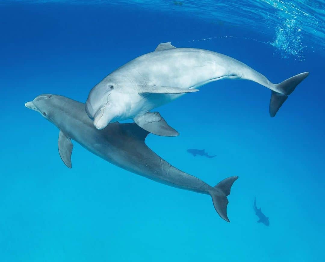 Chase Dekker Wild-Life Imagesのインスタグラム：「About this time last year I visited the Bahamas to swim and photograph wild dolphins. On our second day out, we found a pod of bottlenose dolphins near the end of our all day outing. Right before I was about to get in, the captain told me to “swim past the sharks to reach the dolphins”. Now, I was already fairly shaken up since a few hours prior I had a large tiger shark approach me without warning, so hearing that there were more sharks made me hesitate before plunging in. He assured me they were only nurse sharks, which patrol the sea floor looking for the same snacks the dolphins do. I jumped in and was immediately greeted by the whole pod of dolphins as they came over to investigate the new inept swimmer. The bottlenose were a thrill to watch as they searched for food by digging and creating craters in the sand, always being followed by the nurse sharks below. I still kept looking behind me for another tiger shark though.....」