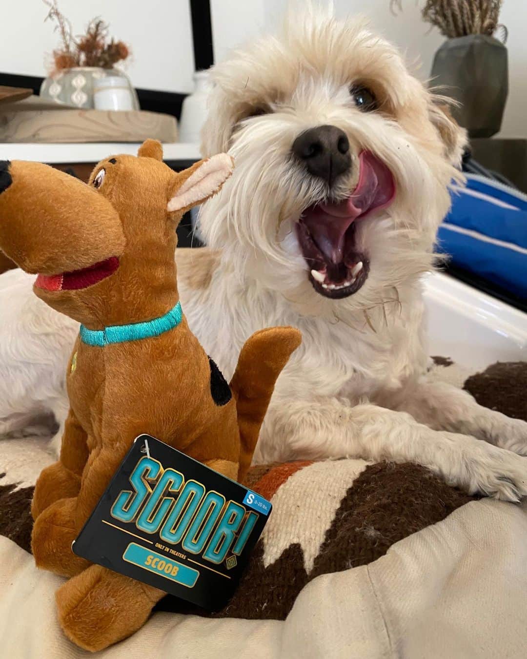 ジーナ・ロドリゲスのインスタグラム：「🐶 SCOOB」