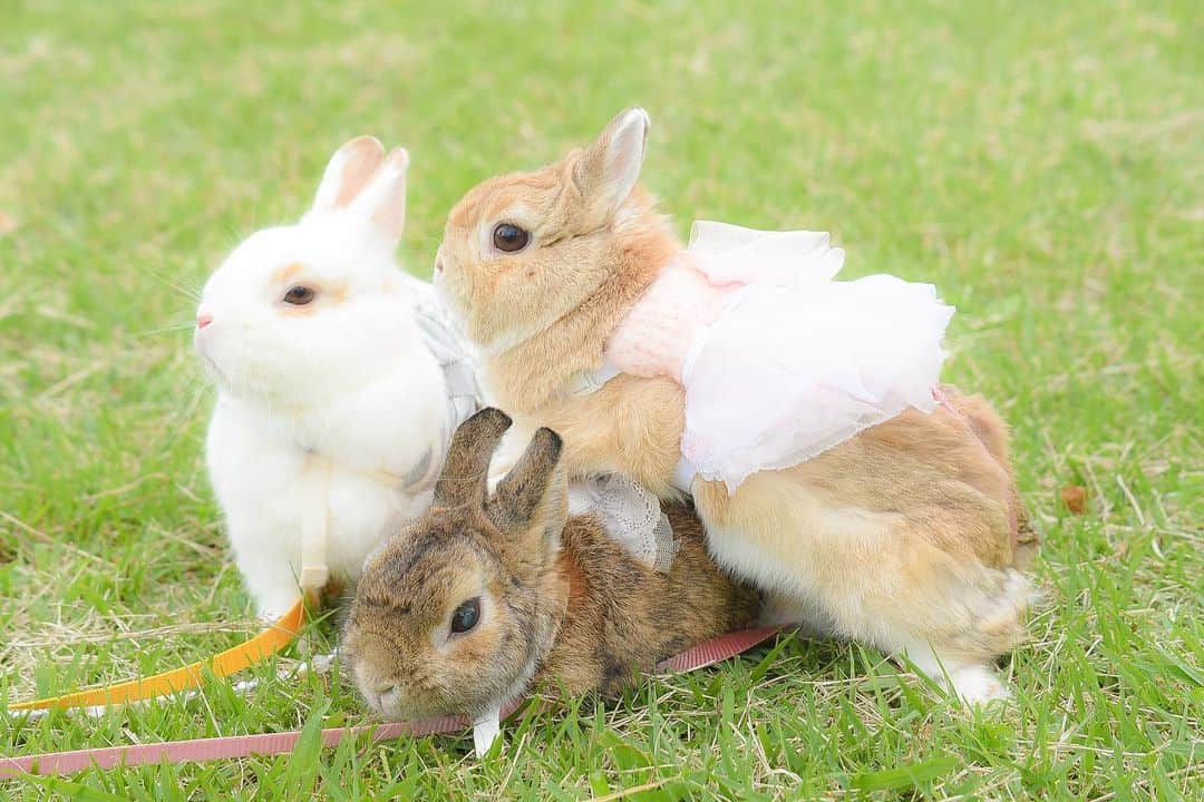 うー & なー ❤️ウチムラさんのインスタグラム写真 - (うー & なー ❤️ウチムラInstagram)「* I 💛  Get well soon...🌙 #bunny #rabbit  #animal  #pets #bunnystagram #rabbitstagram  #動物 #うさぎ #ネザーランドドワーフ #netherlanddwarf」5月15日 4時30分 - uu_una_mina