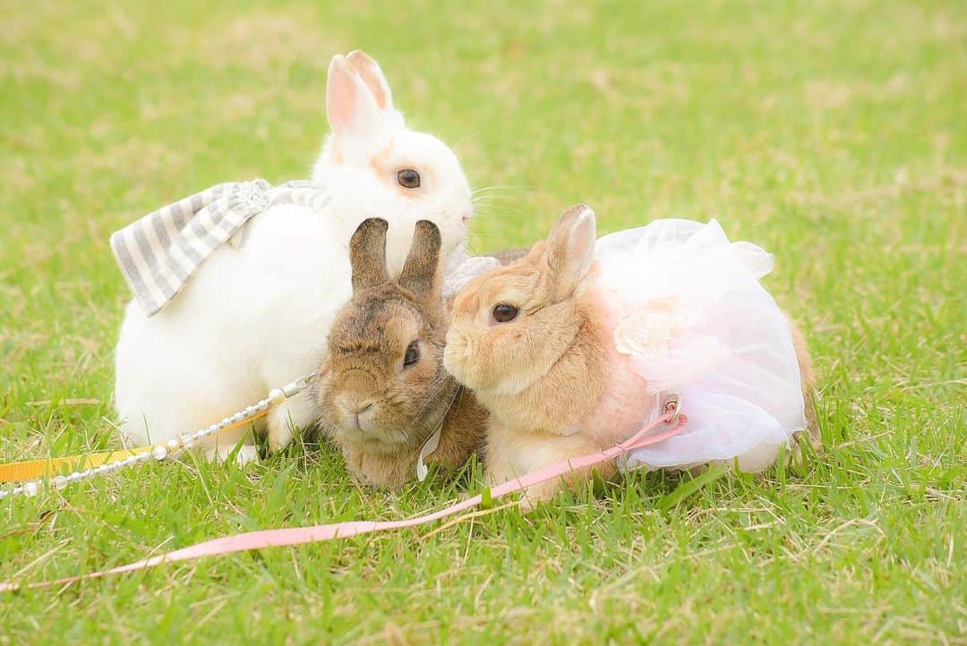 うー & なー ❤️ウチムラさんのインスタグラム写真 - (うー & なー ❤️ウチムラInstagram)「* I 💛  Get well soon...🌙 #bunny #rabbit  #animal  #pets #bunnystagram #rabbitstagram  #動物 #うさぎ #ネザーランドドワーフ #netherlanddwarf」5月15日 4時30分 - uu_una_mina