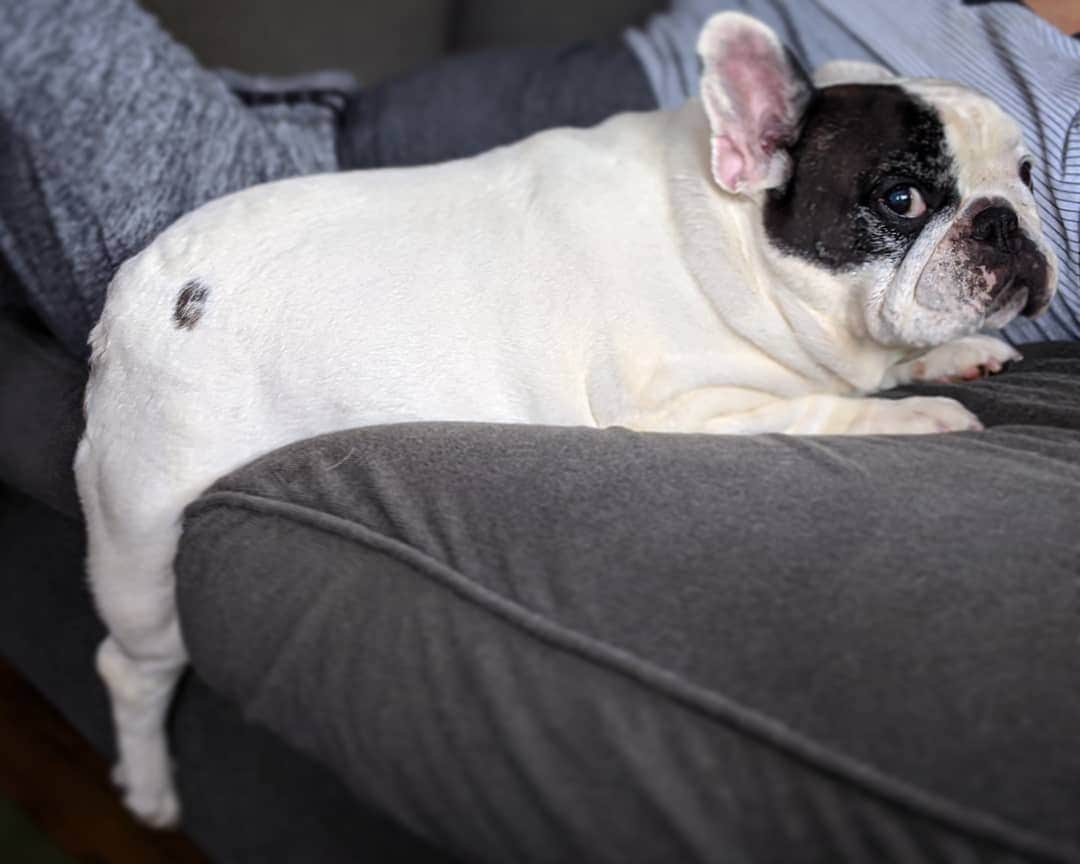 Manny The Frenchieのインスタグラム：「How's it hanging guys? 😆」