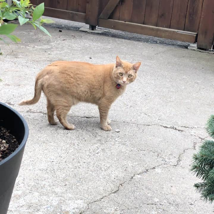 Snorri Sturlusonのインスタグラム：「The pebble had it coming. #snorrithecat #catsofinstagram #kleptokitty #pnw #covid19 #catsofcovid19」