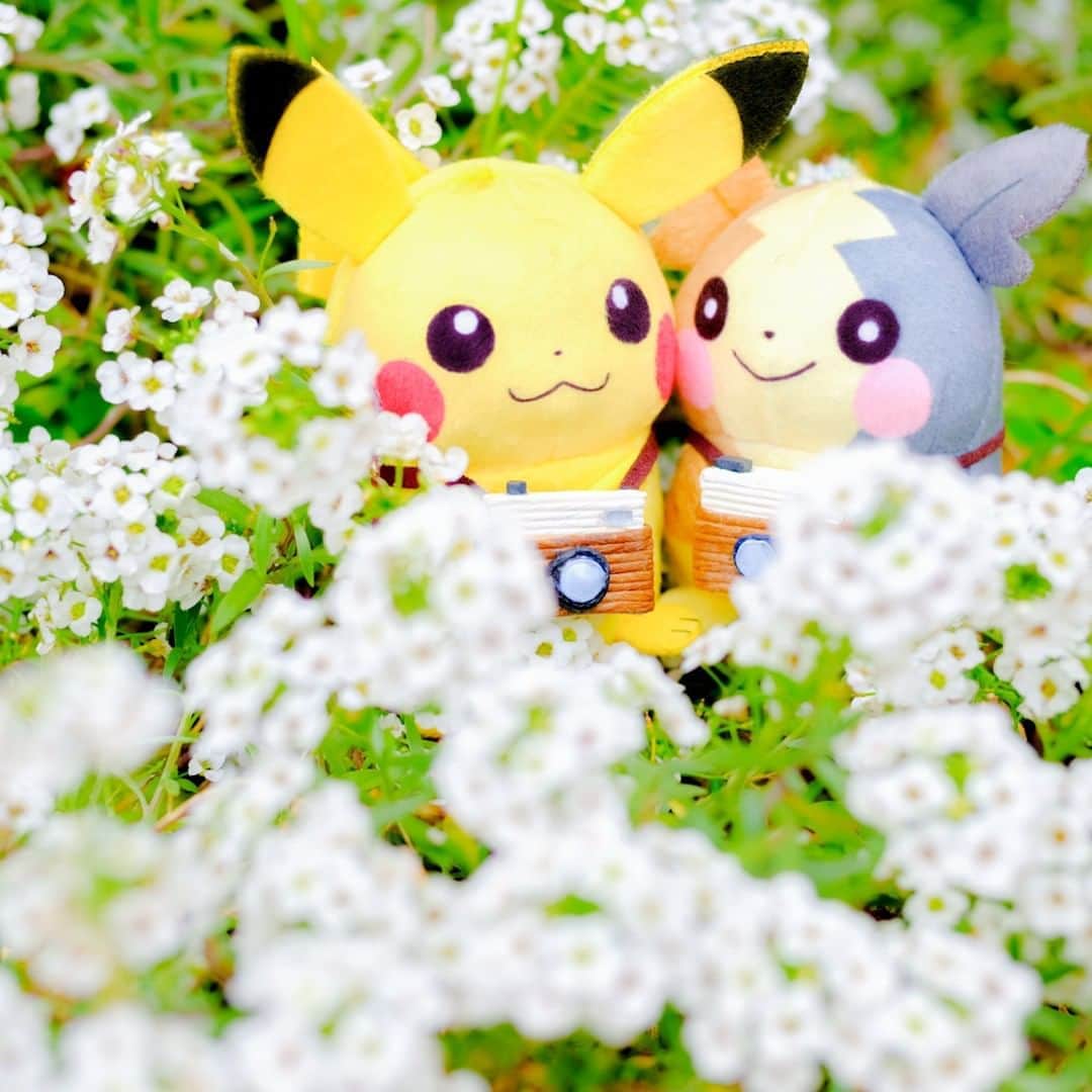 ピカチュウ公式Instagramさんのインスタグラム写真 - (ピカチュウ公式InstagramInstagram)「【今日のピカチュウ】 ピカチュウとモルペコはお散歩チュウ🌼 白くてきれいなお花と一緒にパチリ📸✨ #pikachu #morpeko #pokemon #pikachu_snap #photooftheday #flower #spring  #ピカチュウ #モルペコ #ポケモン #お散歩 #花 #春 #お花畑 #写真」5月15日 18時00分 - pokemon_jpn
