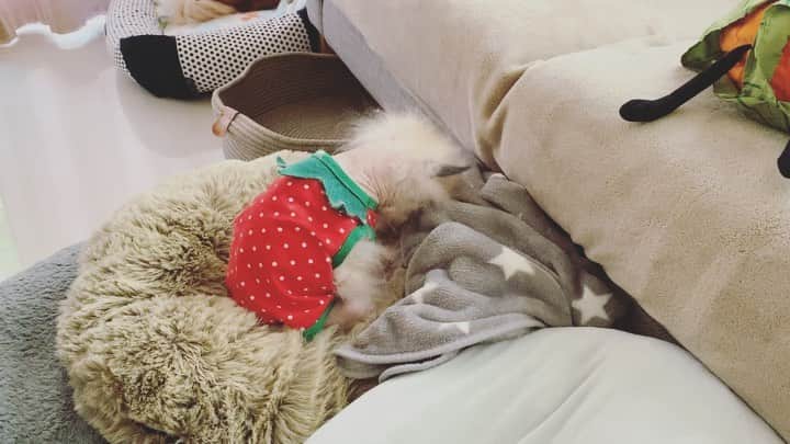 r_oseのインスタグラム：「Little strawberry is planting himself in the bed🍓〰️」