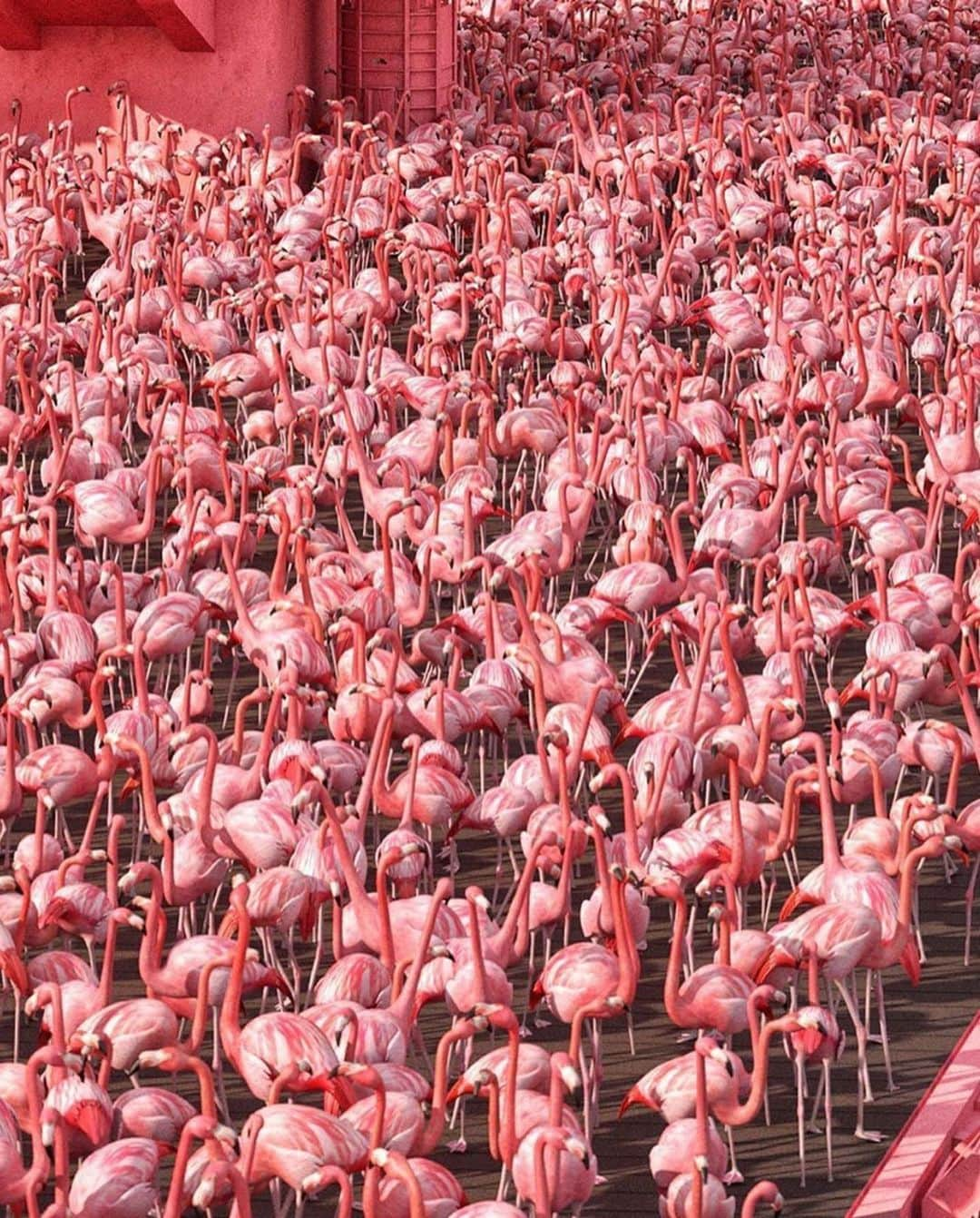 Awesome Wonderful Natureさんのインスタグラム写真 - (Awesome Wonderful NatureInstagram)「Thousands of Flamingos🤩🦩 Artwork by @chrislabrooy」5月15日 17時04分 - fantastic_earth