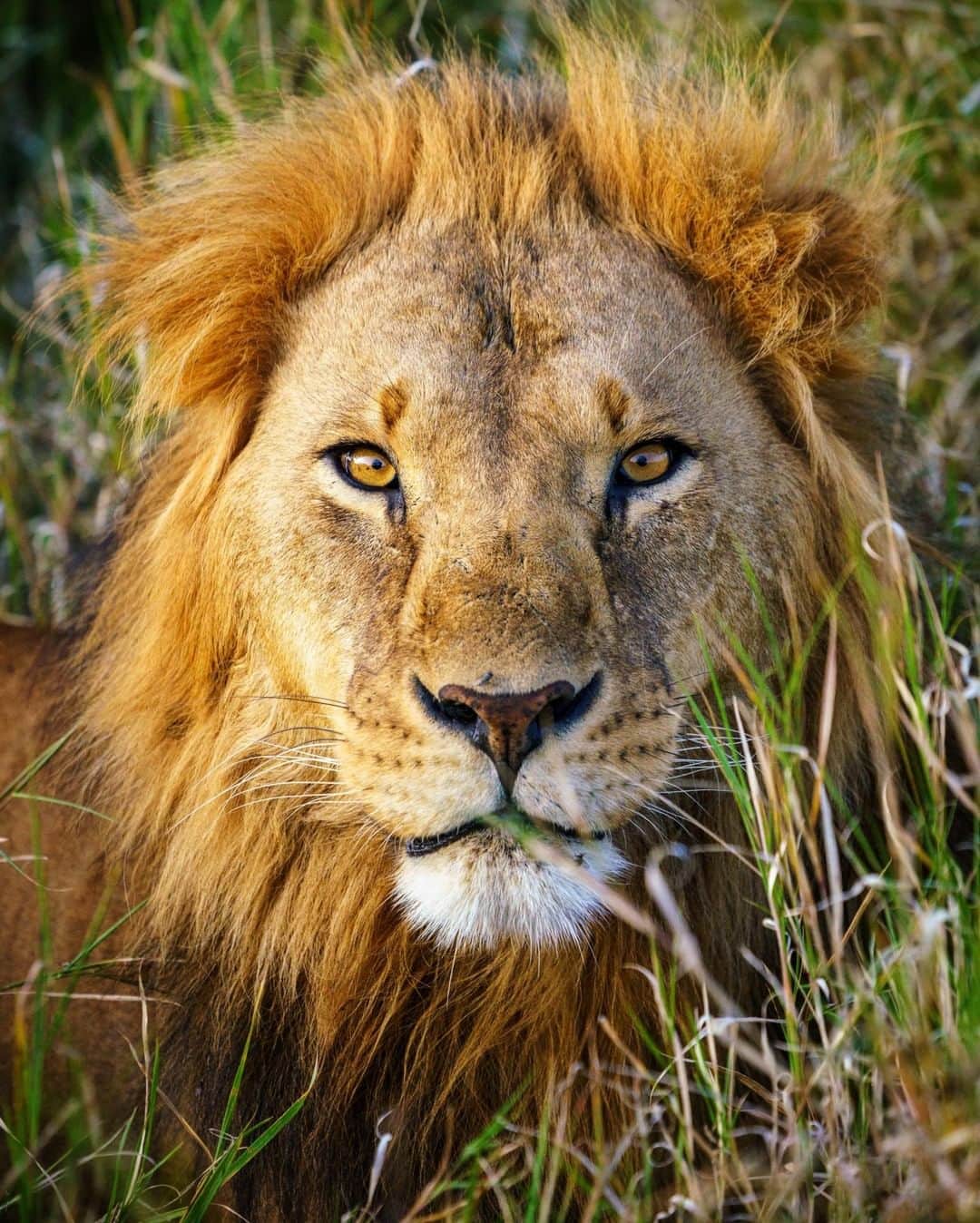 National Geographic Travelさんのインスタグラム写真 - (National Geographic TravelInstagram)「Photo by @jonathan_irish | The king does his best to beat me in a stare-down contest in Kenya's Masai Mara. It was no contest, really. He won, I lost. Have you ever had the shivers uncontrollably run through your body when a large lion just 10 feet of open space from you looks into your eyes and holds your gaze for what turns out to be an uncomfortably long period of time? Suddenly, you don’t feel on top of the food chain anymore.」5月15日 17時08分 - natgeotravel