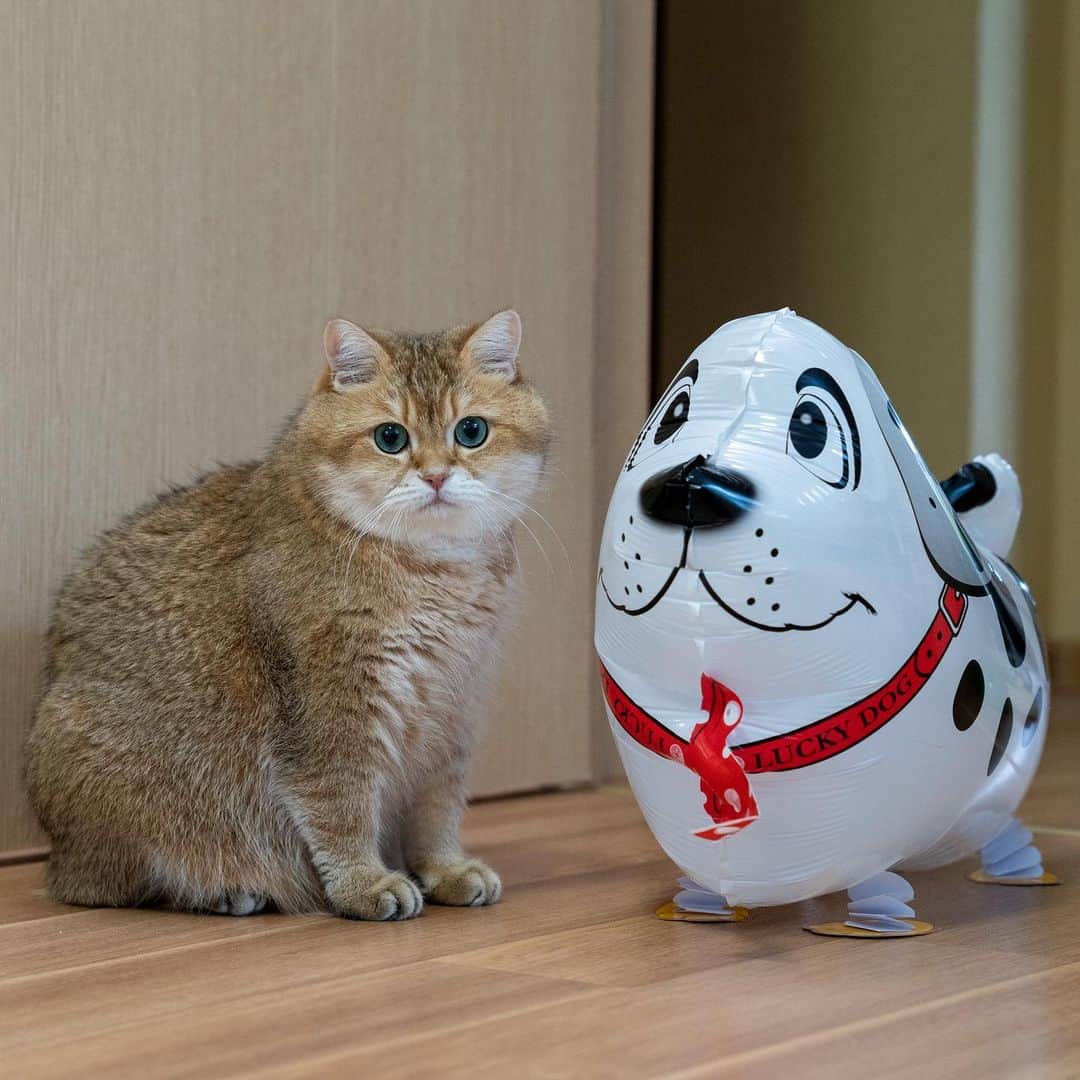Hosicoさんのインスタグラム写真 - (HosicoInstagram)「I have a new friend - a lucky dog! 🐶」5月15日 17時17分 - hosico_cat