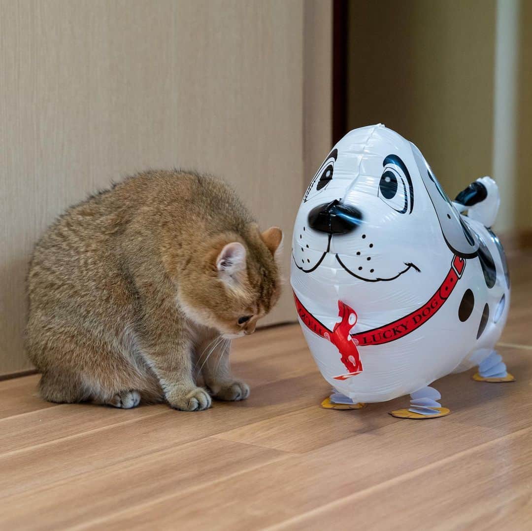 Hosicoさんのインスタグラム写真 - (HosicoInstagram)「I have a new friend - a lucky dog! 🐶」5月15日 17時17分 - hosico_cat