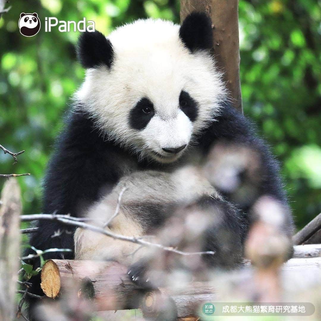 iPandaさんのインスタグラム写真 - (iPandaInstagram)「I can't help myself stealing this cutie secretly, then I'll give her infinity kisses. (Cheng Lang) 🐼 🐾 🐼 #panda #ipanda #animal #pet #adorable #China #travel #pandababy #cute #photooftheday #Sichuan #cutepanda #animalphotography #cuteness #cutenessoverload」5月15日 17時30分 - ipandachannel