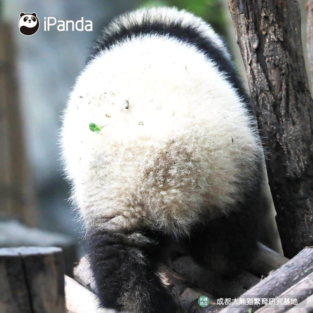 iPandaさんのインスタグラム写真 - (iPandaInstagram)「I can't help myself stealing this cutie secretly, then I'll give her infinity kisses. (Cheng Lang) 🐼 🐾 🐼 #panda #ipanda #animal #pet #adorable #China #travel #pandababy #cute #photooftheday #Sichuan #cutepanda #animalphotography #cuteness #cutenessoverload」5月15日 17時30分 - ipandachannel