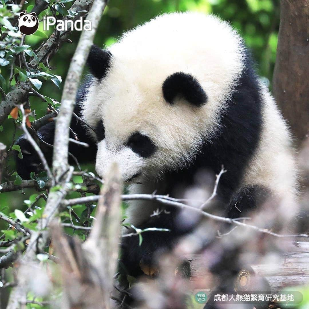 iPandaさんのインスタグラム写真 - (iPandaInstagram)「I can't help myself stealing this cutie secretly, then I'll give her infinity kisses. (Cheng Lang) 🐼 🐾 🐼 #panda #ipanda #animal #pet #adorable #China #travel #pandababy #cute #photooftheday #Sichuan #cutepanda #animalphotography #cuteness #cutenessoverload」5月15日 17時30分 - ipandachannel