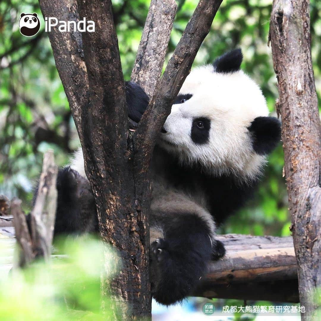 iPandaさんのインスタグラム写真 - (iPandaInstagram)「I can't help myself stealing this cutie secretly, then I'll give her infinity kisses. (Cheng Lang) 🐼 🐾 🐼 #panda #ipanda #animal #pet #adorable #China #travel #pandababy #cute #photooftheday #Sichuan #cutepanda #animalphotography #cuteness #cutenessoverload」5月15日 17時30分 - ipandachannel